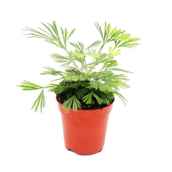 Miniväxt - Actiniopteris australis - Palmbladsormbunke - Perfekt för små skålar och glas - Liten krukväxt