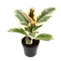 Miniatyrbild 2 av 2: Exotenherz - Vitt gummiträd - Ficus elastica "Tineke" - Kruka 11cm