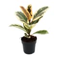 Miniatyrbild 1 av 2: Exotenherz - Vitt gummiträd - Ficus elastica "Tineke" - Kruka 11cm