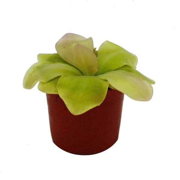 Exotenherz - Köttätande växt - Mayasvingel - Pinguicula spec. "Guatemala" - 9 cm kruka