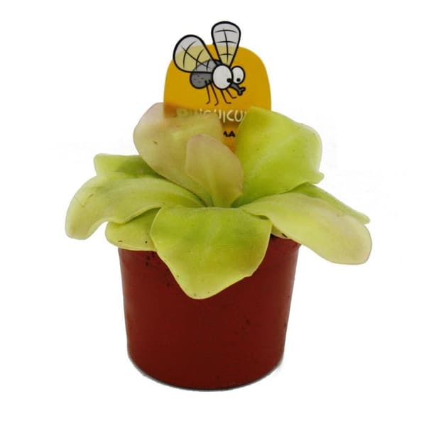 Exotenherz - Köttätande växt - Mayasvingel - Pinguicula spec. "Guatemala" - 9 cm kruka