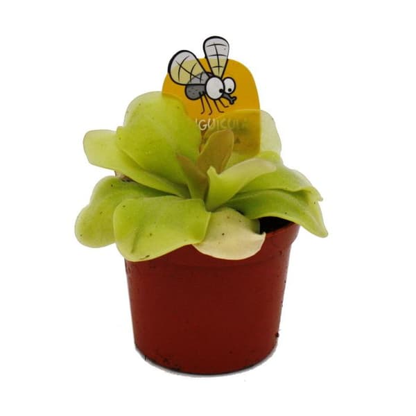 Exotenherz - Köttätande växt - Mayasvingel - Pinguicula spec. "Guatemala" - 9 cm kruka
