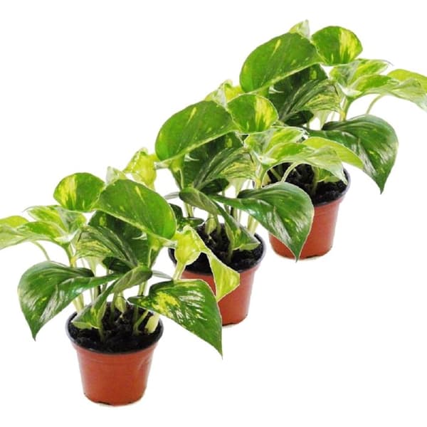 Exotenherz - Set om 3 Efeutute - Scindapsus - Epipremnum - kruka 12cm