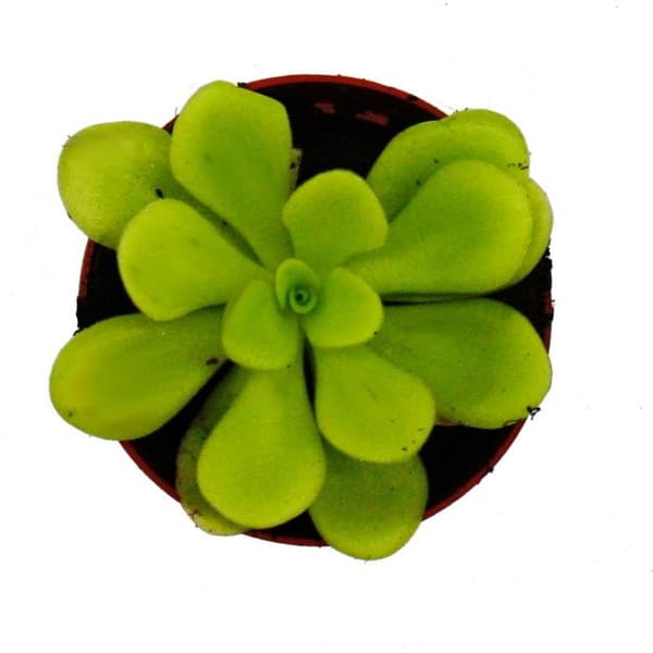Exotenherz - Köttätande växt - Pinguicula agnata - Kruka 9cm