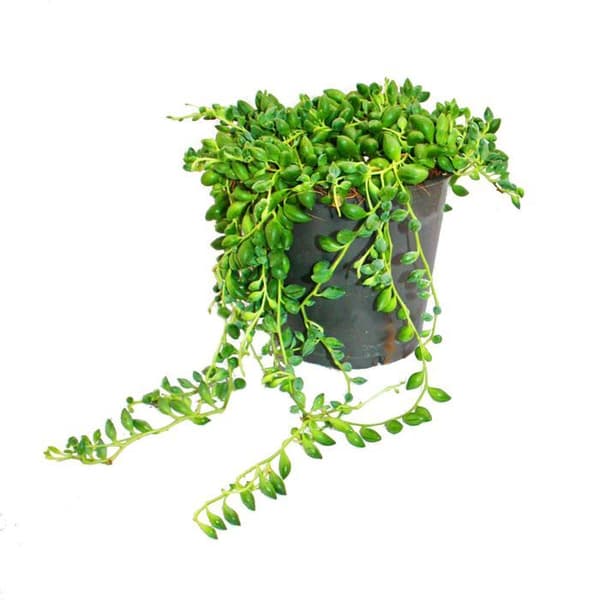 Exotenherz - Ärtor på band - Senecio herreanus i 9 cm kruka
