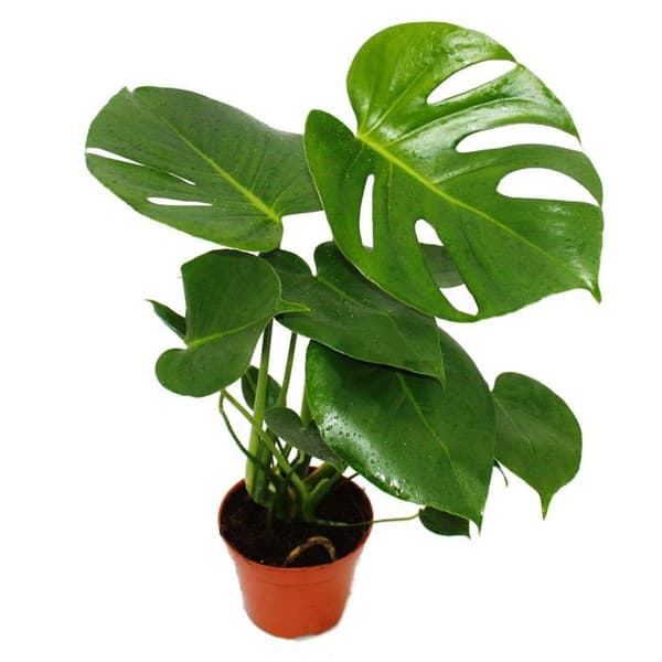 Exotenherz - fönsterblad - Monstera deliciosa - 1 planta - lättskött - luftrenare - 12cm kruka