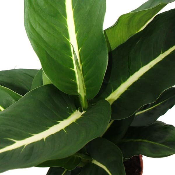 Exotenherz - Dieffenbachia "Magic Green" - 1 planta - lättskött inomhusväxt - luftrenare - 12 cm kruka