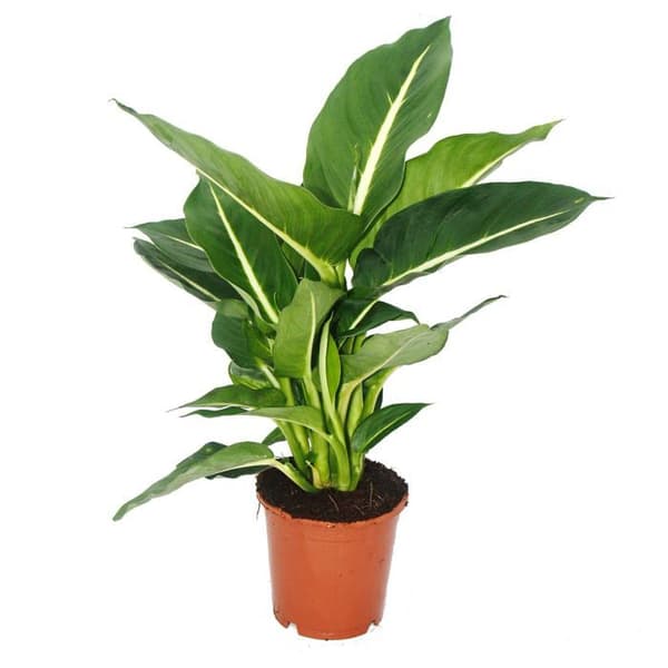 Exotenherz - Dieffenbachia "Magic Green" - 1 planta - lättskött inomhusväxt - luftrenare - 12 cm kruka