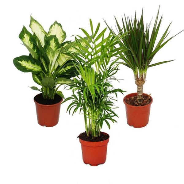 Exotenherz - Inomhusväxtset - Dieffenbachia - Chamaedorrea elegans - Dracaena marginata - 3 plantor - lättskött