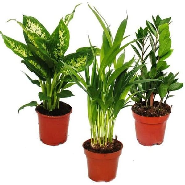 Exotenherz - set med inomhusväxter - Dieffenbachia - Dypsis lutescens - Zamioculcas - 3 plantor - 12 cm kruka