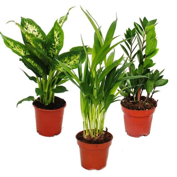 Exotenherz - set med inomhusväxter - Dieffenbachia - Dypsis lutescens - Zamioculcas - 3 plantor - 12 cm kruka