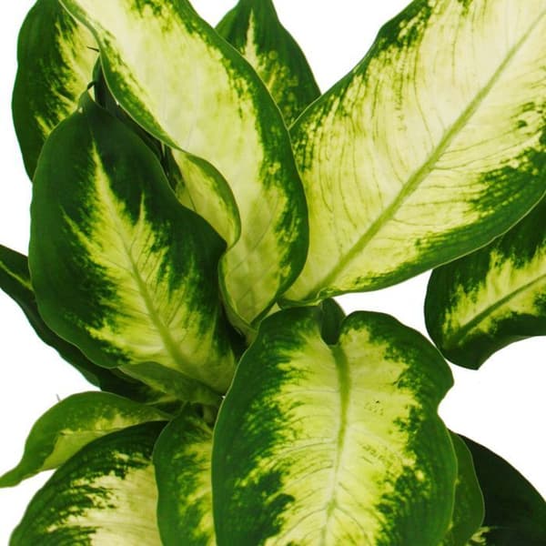Exotenherz - Dieffenbachia "Camilla" - 1 planta - lättskött inomhusväxt - luftrenare - 12 cm kruka