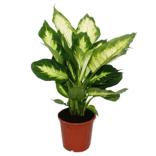 Exotenherz - Dieffenbachia "Camilla" - 1 planta - lättskött inomhusväxt - luftrenare - 12 cm kruka