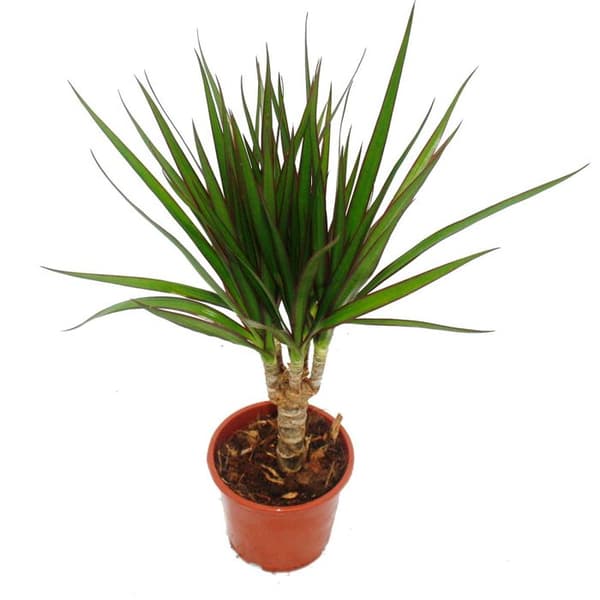 Exotenherz - drakträd - Dracaena marginata - 1 planta - lättskött inomhusväxt - luftrenare - 12 cm kruka
