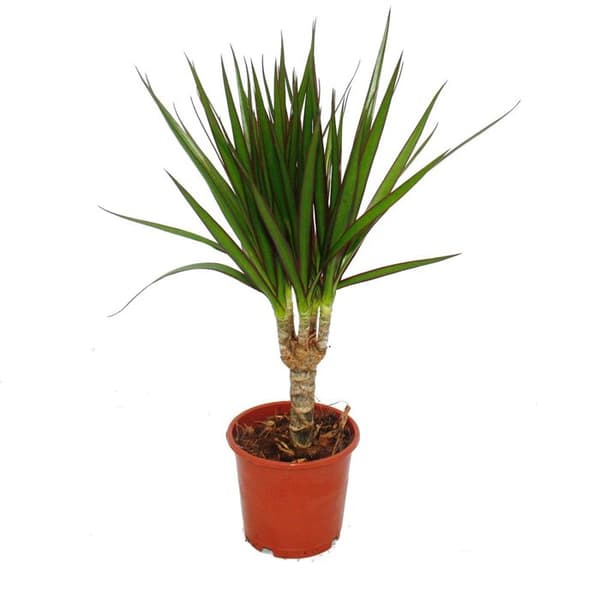 Exotenherz - drakträd - Dracaena marginata - 1 planta - lättskött inomhusväxt - luftrenare - 12 cm kruka