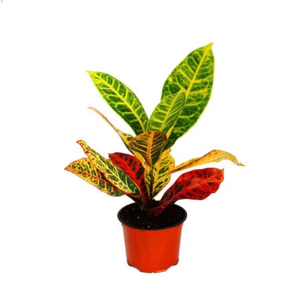 Exotenherz - underbar buske - Codiaeum "Petra" - 1 planta - lättskött - luftrenare - 12 cm kruka