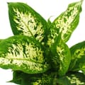Miniatyrbild 2 av 2: Exotenherz - Dieffenbachia "Compacta" - 1 planta - lättskött krukväxt - renar luften - 12 cm kruka