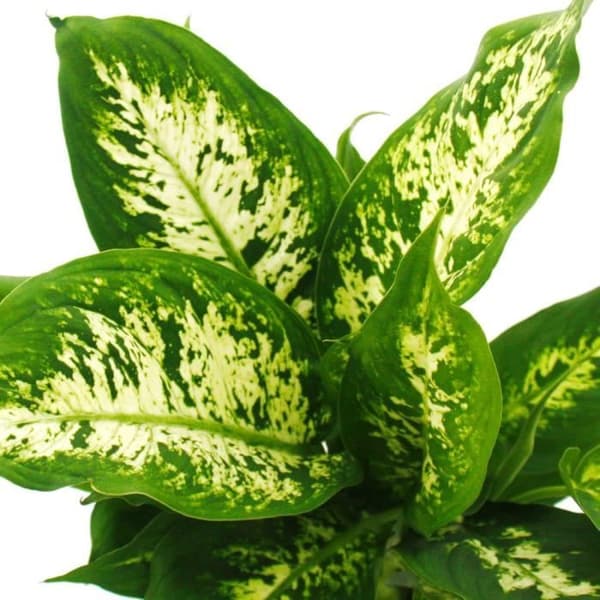 Exotenherz - Dieffenbachia "Compacta" - 1 planta - lättskött krukväxt - renar luften - 12 cm kruka