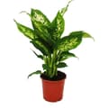 Miniatyrbild 1 av 2: Exotenherz - Dieffenbachia "Compacta" - 1 planta - lättskött krukväxt - renar luften - 12 cm kruka