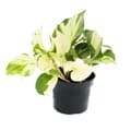 Miniatyrbild 1 av 2: Efeutute brokig med vitt - Epipremnum Happy Leaf - Scindapsus - Kruka 12cm - Inomhus klätterväxt