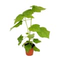 Miniatyrbild 1 av 2: Linden - Sparmannia africana - kruka 27cm