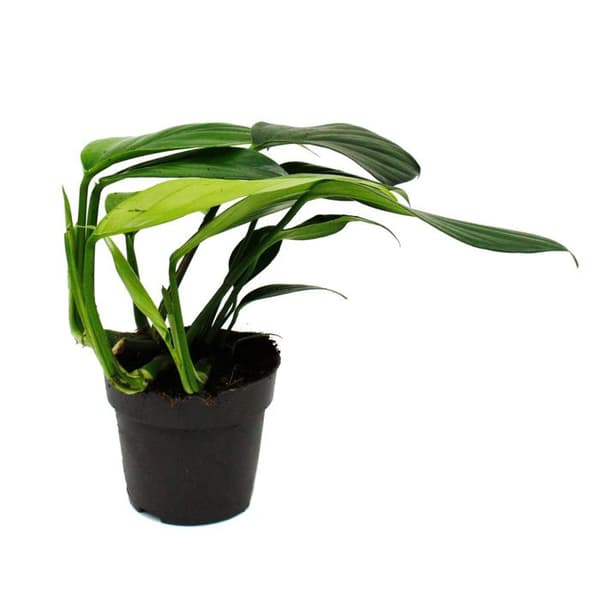 Philodendron "Dragon Tail" - Rhaphidophora decursiva - vänligt draksvansträd - 12 cm kruka