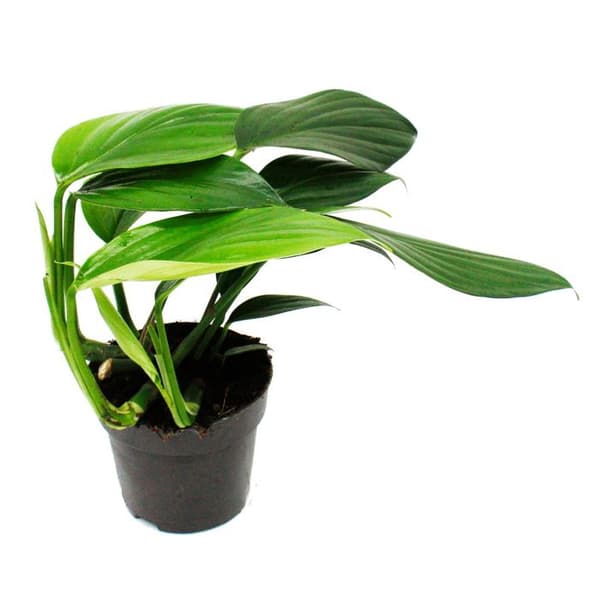 Philodendron "Dragon Tail" - Rhaphidophora decursiva - vänligt draksvansträd - 12 cm kruka