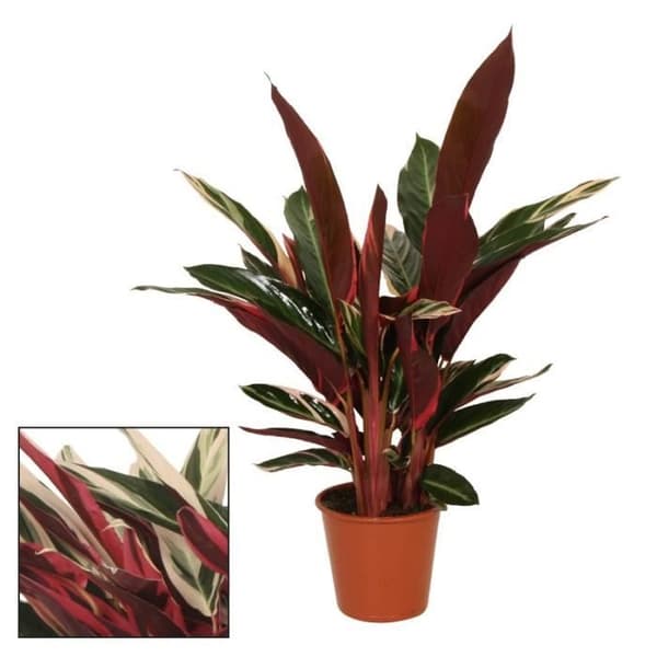 Exotenherz - Skuggväxt med ovanligt lövmönster - Calathea triostar - 14 cm kruka - Höjd ca 50 cm