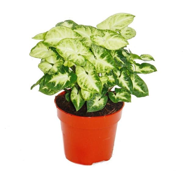 Exotenherz - Lila Tute - Syngonium "Pixie" - 1 planta - lätt att underhålla - luftrenare - 12 cm kruka