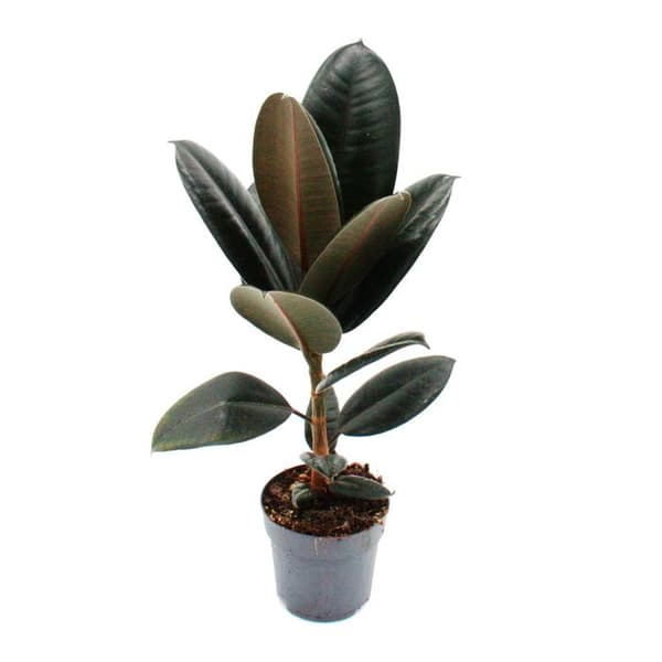 Exotenherz - Gummiträd - Ficus elastica "Abidjan" - Kruka 11cm