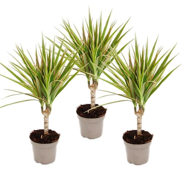 Exotenherz - tvåfärgat drakträd - Dracaena marginata Bicolor - set med 3 växter