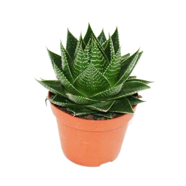 Aloe "Cosmo" - sfärisk aloe - 12cm kruka - saftig krukväxt
