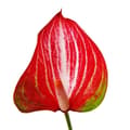 Miniatyrbild 3 av 3: Rosa flamingoblomma - Anthurium andreanum - Anthurium - 14cm kruka - flerfärgade blommor - Livium