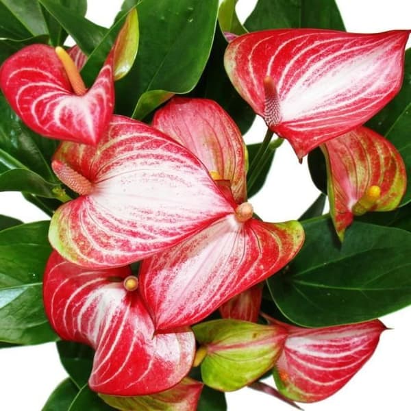 Rosa flamingoblomma - Anthurium andreanum - Anthurium - 14cm kruka - flerfärgade blommor - Livium