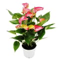 Miniatyrbild 1 av 3: Rosa flamingoblomma - Anthurium andreanum - Anthurium - 14cm kruka - flerfärgade blommor - Livium