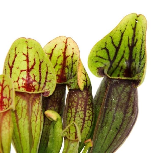 Exotenherz - Rörformad växt - Sarracenia purpurea Hybr. - Köttätande växt - 9cm kruka