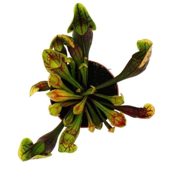 Exotenherz - Rörformad växt - Sarracenia purpurea Hybr. - Köttätande växt - 9cm kruka