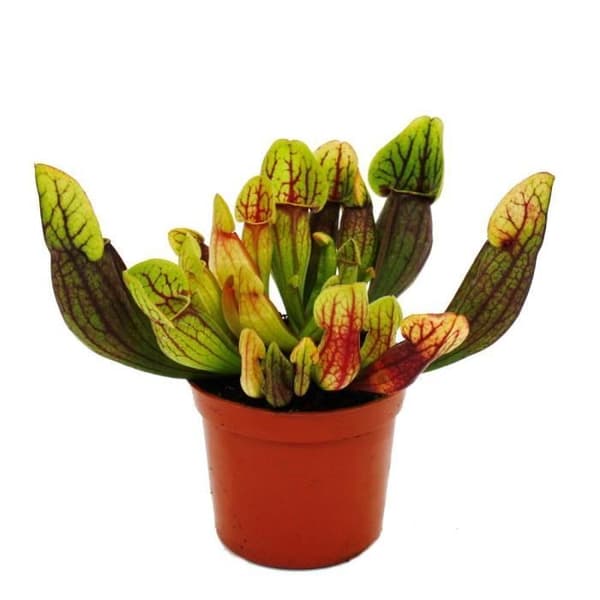 Exotenherz - Rörformad växt - Sarracenia purpurea Hybr. - Köttätande växt - 9cm kruka