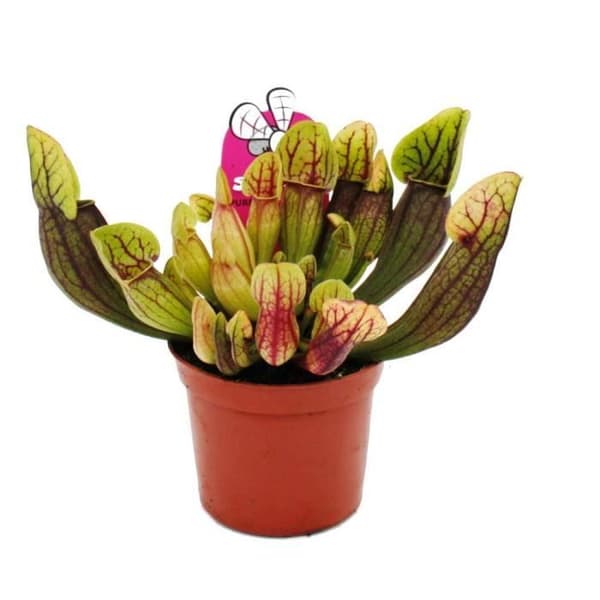 Exotenherz - Rörformad växt - Sarracenia purpurea Hybr. - Köttätande växt - 9cm kruka