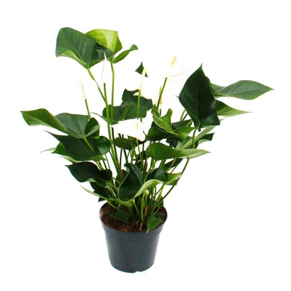Exotenherz - White Flamingo, Anthurium anderanum, 17cm kruka