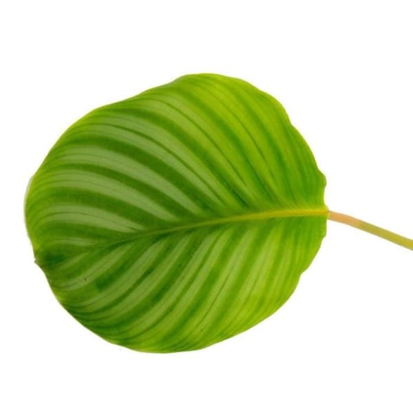 Zebraliknande skuggväxt - Calathea orbifolia - 12cm kruka - höjd 40cm ca.