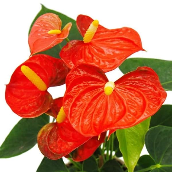 Flamingoblomma - Anthurium andreanum - Anthurium - 12cm kruka - "Orange Champion"