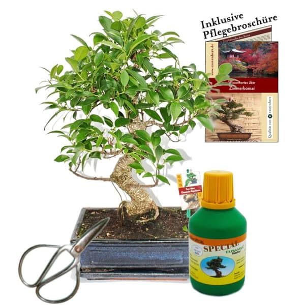 Bonsai - Chin. Fikonträd - Ficus retusa - ca 10 år - skål 25cm - presentförpackning med sax och gödningsmedel