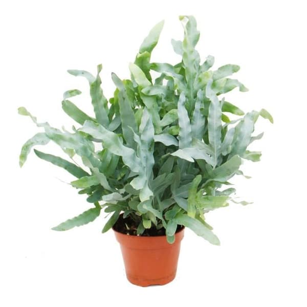 Ormbunksblandning, set om 3, 17cm