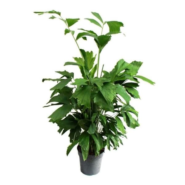 Caryota mitis - fiskstjärtspalm - ca 120 cm hög - solitär palm