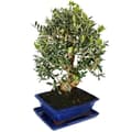 Miniatyrbild 3 av 3: Bonsai - solitär - olivträd - olivträd - Olea europaea - ca 17 år gammal - ca 50-55cm hög