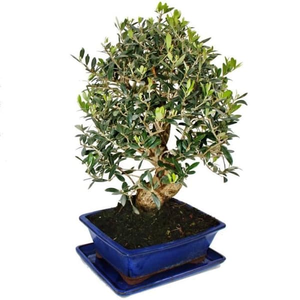 Bonsai - solitär - olivträd - olivträd - Olea europaea - ca 17 år gammal - ca 50-55cm hög