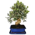 Miniatyrbild 2 av 3: Bonsai - solitär - olivträd - olivträd - Olea europaea - ca 17 år gammal - ca 50-55cm hög