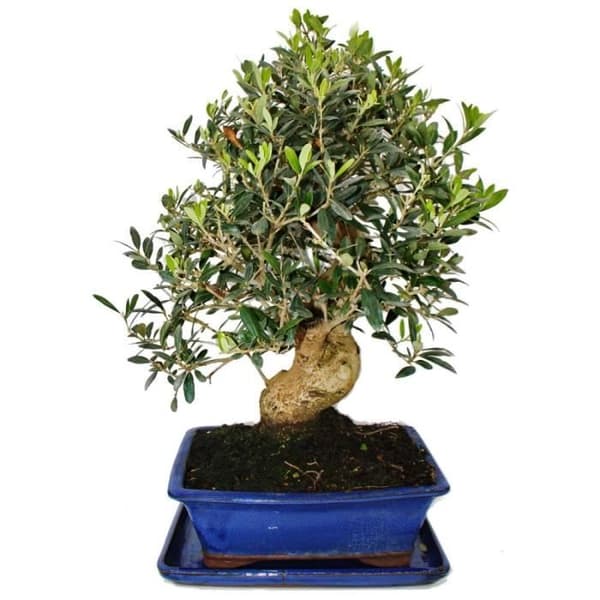 Bonsai - solitär - olivträd - olivträd - Olea europaea - ca 17 år gammal - ca 50-55cm hög