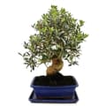 Miniatyrbild 1 av 3: Bonsai - solitär - olivträd - olivträd - Olea europaea - ca 17 år gammal - ca 50-55cm hög